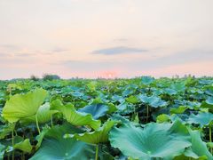 -池杉湖湿地公园