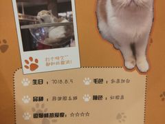 -滚猫咖啡·猫咖·猫友好撸猫(未来城店)