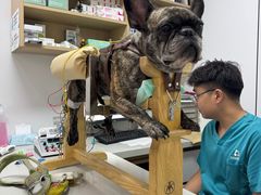 -西安京西宠物医院·瘫痪·疑难杂症