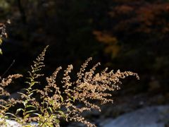 -黑河国家森林公园