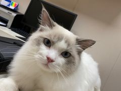 -芭比堂动物医院·犬猫全科·异宠专科(雁塔分院)