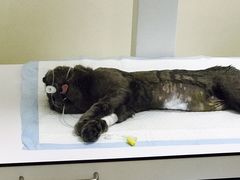 -芭比堂动物医院·犬猫全科·异宠专科(雁塔分院)