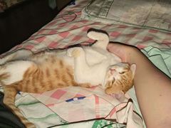 -中农国际动物医院24小时·猫科·骨科·急重症中心