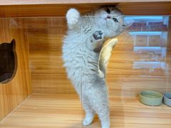 -猫十亿·布偶金渐层·曼基康矮脚猫舍(青年路店)