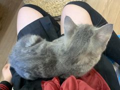 -楼上猫咖(罗湖店)