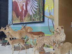 -陕西自然博物馆