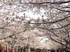 -高东镇樱花园