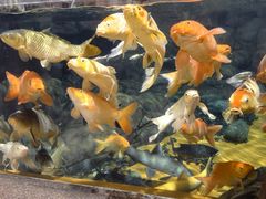 -上海海洋水族馆