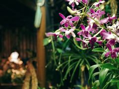 -自然餐厅(Phuket)