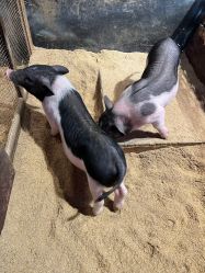 -酷嗒动物文化乐园(cutezoo西溪乐天城店)