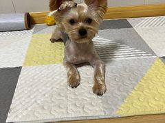 -佳雯宠物医院(四明中路分院)