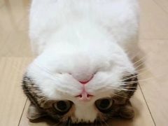 -重庆市奥林匹克体育中心-游泳跳水馆