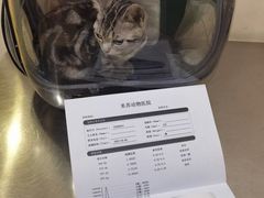 -米苏动物医院·犬猫专科·骨科外科内窥镜