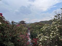 -贵州百里杜鹃风景名胜区