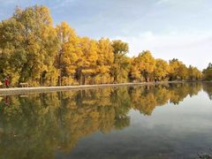 -金塔沙漠胡杨林景区