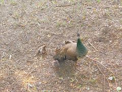 -北京麋鹿生态实验中心