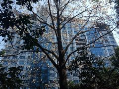 -素清香(解放路店)
