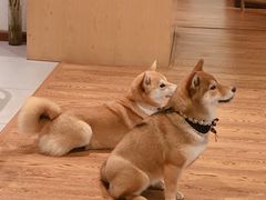 -柴务处·柴犬主题狗咖