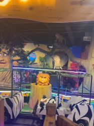 -卡通尼·Safari非洲探索乐园·生日会(金桥国际商业广场店)