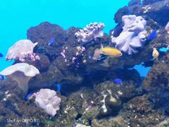 -芜湖新华联大白鲸海洋公园