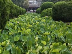 -四川大学(华西校区)