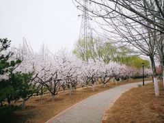 -永定河休闲森林公园