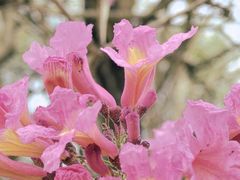 -天适樱花悠乐园