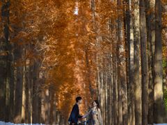 -黄海国家森林公园