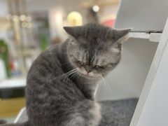 -喵园·猫主题咖啡厅·撸猫·猫咖(国贸店)