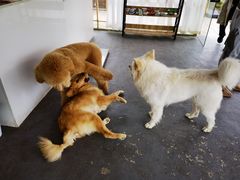 -趣多多宠物公园·宠物训犬学校·宠物寄养