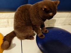 -平行世界·猫咖(首经贸店)