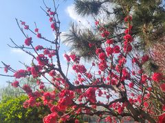 -北京大学肿瘤医院