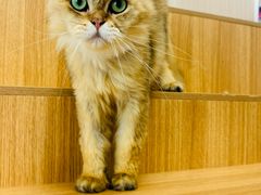 -唐小姐の私宠·宠物洗护美容·撸猫馆·购宠(周浦万达旗舰店)