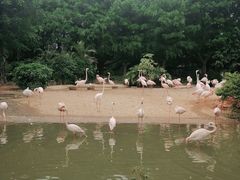 -广州长隆飞鸟乐园