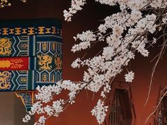 -桃花堤公园