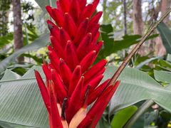 -中国科学院西双版纳热带植物园