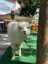 -萌宠亲子动物乐园(槐房万达店)