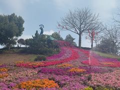 -东莞植物园