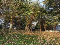 -两河城市森林公园