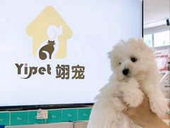 -翊宠yipet猫狗购宠庄园犬舍•猫舍