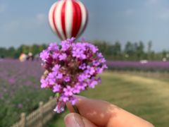 -荷兰花海