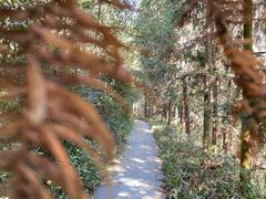 -潜山国家森林公园