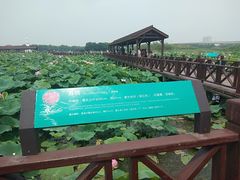 -荷塘月色湿地公园·向阳花洲