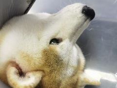 -柏萃动物医院·骨科·牙科