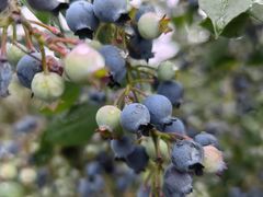 -金谷域澳洲庄园