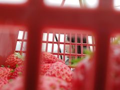 -胜丰草莓采摘园