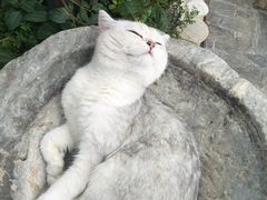 -喵屿·大理花园猫咖