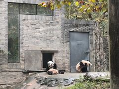 -都江堰中华大熊猫苑