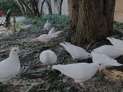 -音乐台