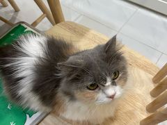 -楼上猫咖(罗湖店)